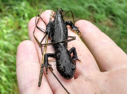 great-crested-newt